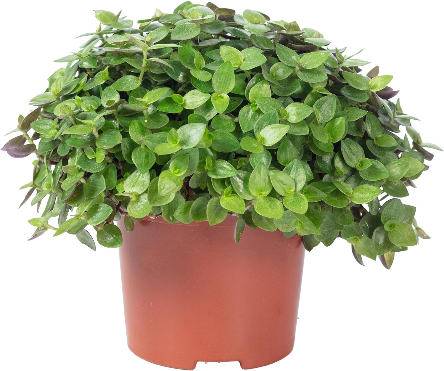 Callisie rampante - plante d'intérieur facile d'entretien, Callisia repens Turtle 'Smit Eden Elegance'