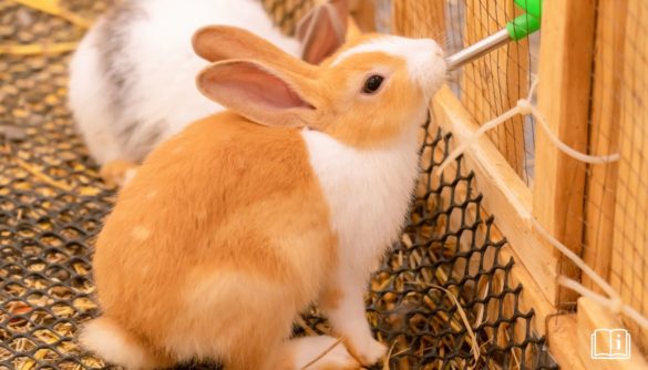 Abreuvoir pour Lapin - Guide Complet | Zoonimaux