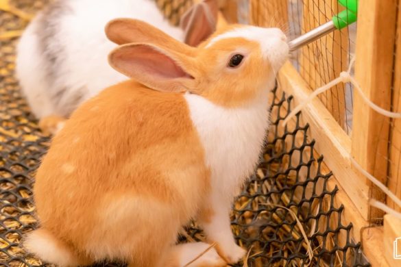 Guide complet sur le régime alimentaire idéal pour votre lapin nain