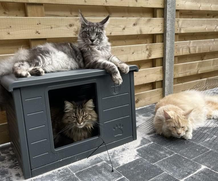Maison pour Chat Villa de Luxe pour Usage intérieur et extérieur
