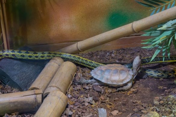 Que mange une tortue de terre ? | Zoonimaux