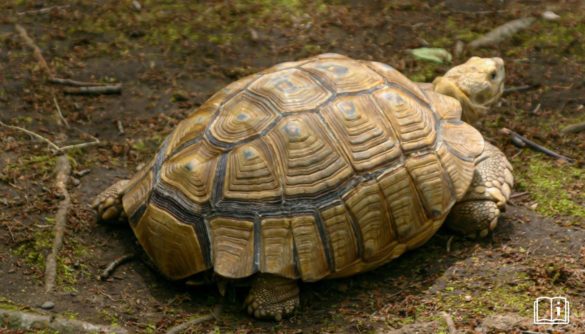 Que mange une tortue de terre ? | Zoonimaux