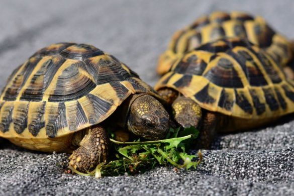 Que mange une tortue de terre ? | Zoonimaux