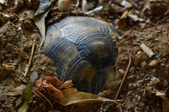 Que mange une tortue de terre ? | Zoonimaux