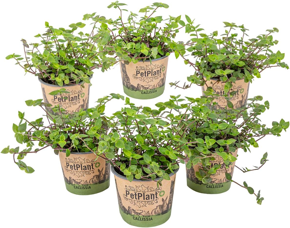 Plante de tortue - Calissia Repens par 6 pièces | PetFriendly - Plante d'intérieur ⌀12 cm - 20 cm