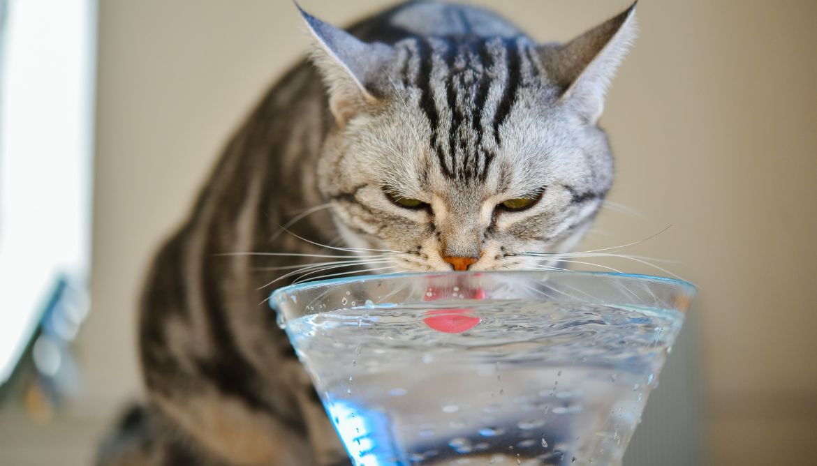Les Bienfaits de l’Eau Mont Roucous pour la Santé de Votre Chat
