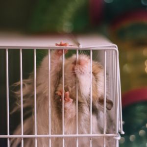 mon hamster tremble