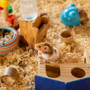 Hamster qui joue