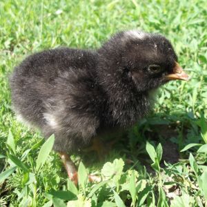 Poussin soie noir dans l'herbe