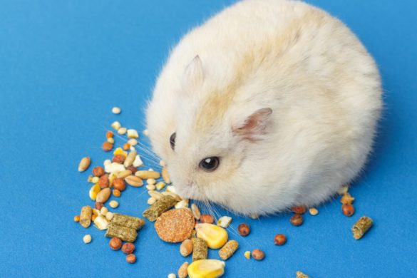 Combien De Temps Un Hamster Peut Vivre Sans Manger Comprendre le Comportement de Votre Hamster - Guide Informatif | Zoonimaux