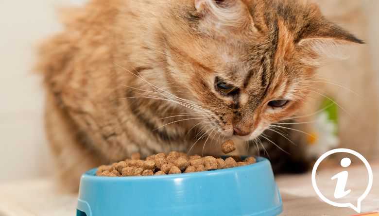 alimentation santé du chat