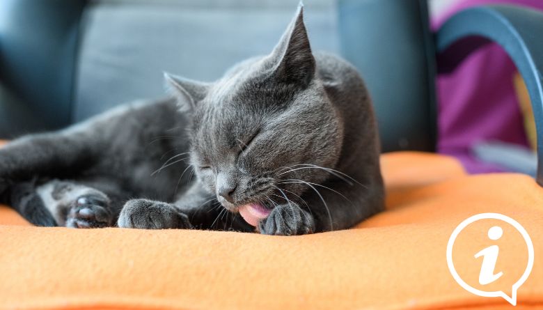 Chartreux
