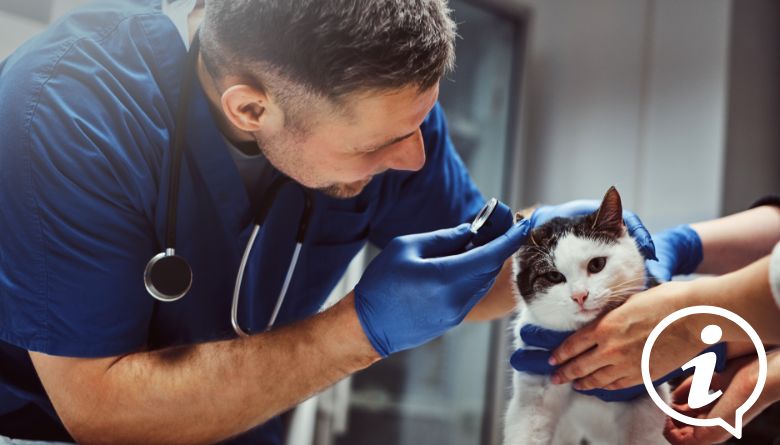 chat veterinaire
