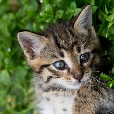 Comment adopter un chat