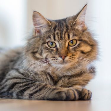 Comment choisir la race de chat idéale