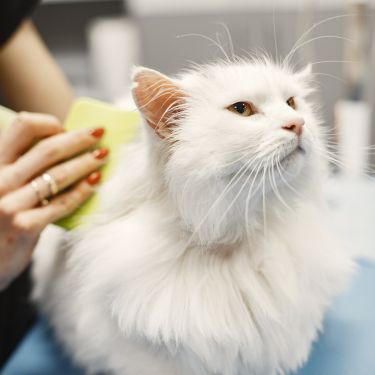 Comment prendre soin de son chat ?