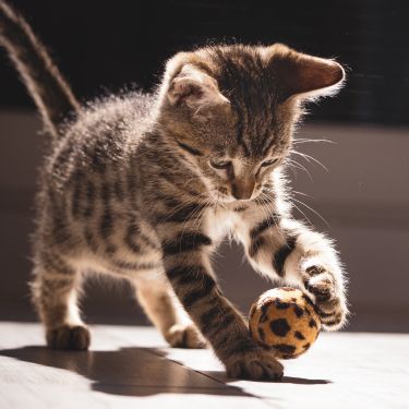 Quels sont les comportements typiques des chats