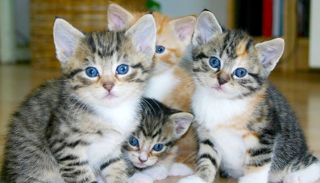 Les Chats : Élevage, Classification et Entretien