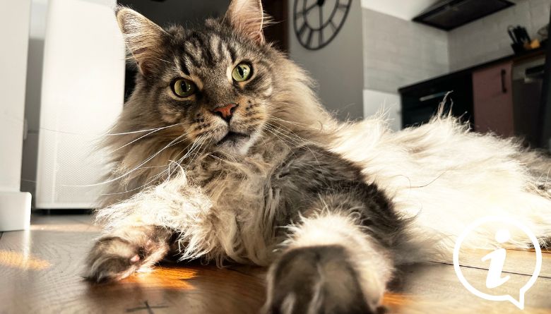 Maine Coon