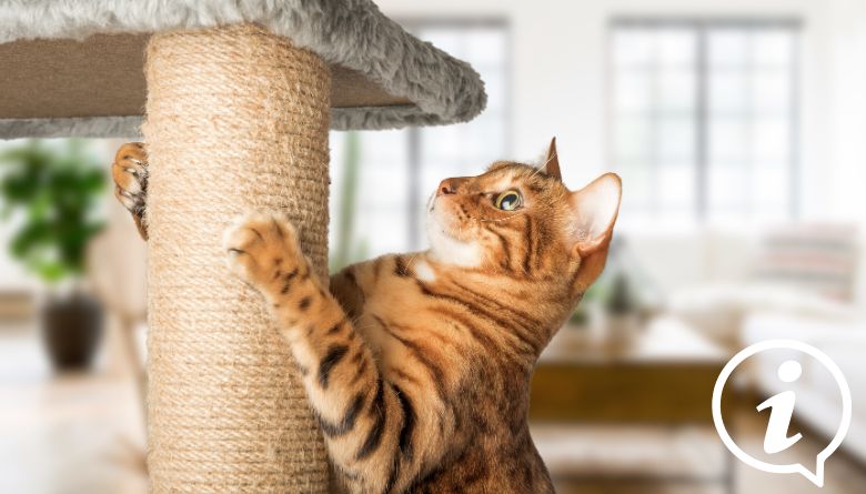 Pourquoi investir dans un arbre à chat
