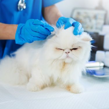Quelles sont les maladies courantes chez les chats