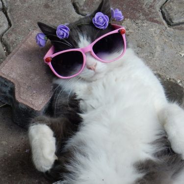 Quels accessoires sont nécessaires pour un chat ?