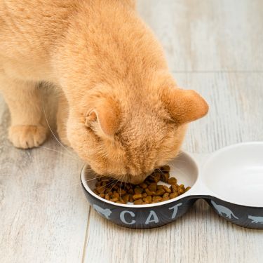 Quels sont les besoins alimentaires des chats ?