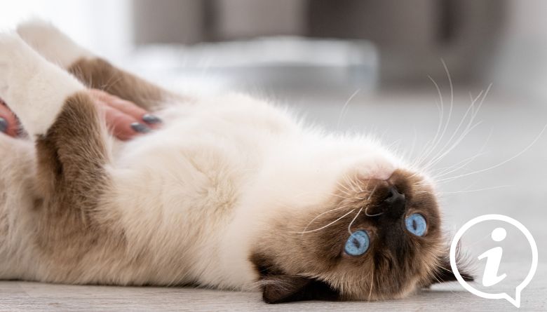 Ragdoll