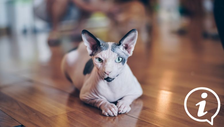 Sphynx