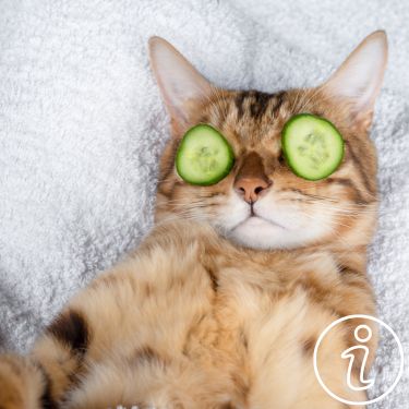 Toilettage du chat